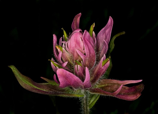 079Castilleja rhexiifolia 19-5842.jpg